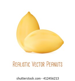 Realistic Vector Peanuts Illustration. Isolated vector peanut kernels