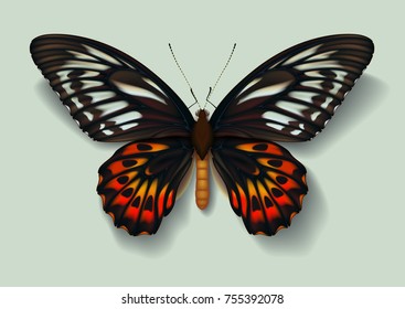 Realistic vector picture butterfly Ornithoptera priamus female on light background casting off a shadow