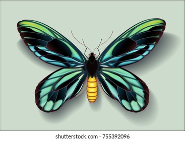 Realistic vector picture butterfly Ornithoptera alexandrae male on light background casting off a shadow