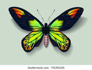 Realistic vector picture butterfly Ornithoptera victoriae male on light background casting off a shadow