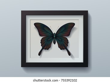 Realistic vector picture butterfly Papilio memnon in black frame on light background