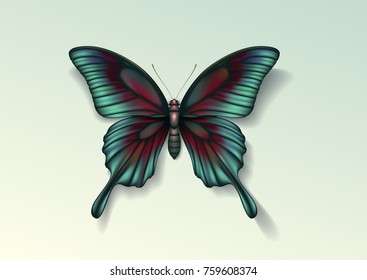 Realistic vector picture butterfly Papilio maackii on light background