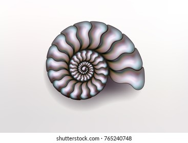 Pearly Nautilus High Res Stock Images Shutterstock Pearly Nautilus High Res Stock Images Shutterstock