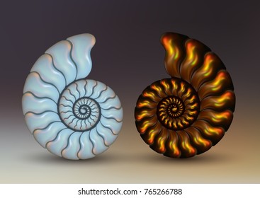 Realistic vector picture two fossil Ammonites nacre and golden brown iridescent color on dark background. pearly, pure and airy.