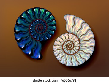 Imagen vectorial realista de dos amnies fósiles nacre y color azul iridiscente sobre fondo marrón. pera, puro y ventilado.