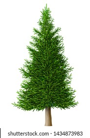 Realistic vector pine tree isolate. Plant with green foliage. Forest nature and ecology. Park