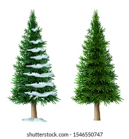 Realistic vector pine tree isolate. Plant with green foliage. Forest nature and ecology. Park