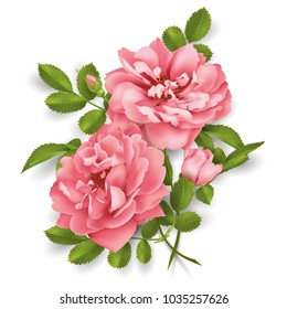 Realistic vector pink rose. 3d roses