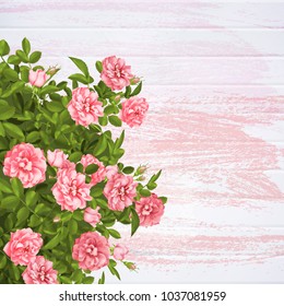 Realistic vector pink rose. 3d roses