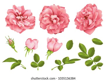 Realistic vector pink rose set. 3d roses