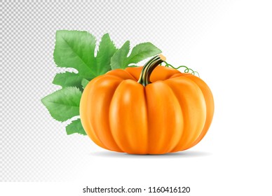 Realistic vector pumpkin isolated on transparency grid background. 3d illustration