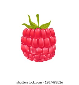 Realistic vector raspberry isolated on white.