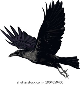 Realistic vector raven - Flying vector isolated