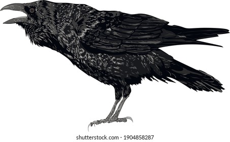 Realistic vector raven - Vector isolated