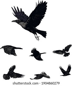 Realistic vector ravens set - Flying vector isolated