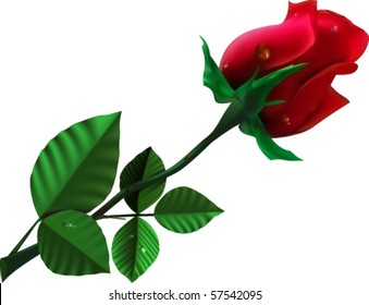 realistic vector red rose