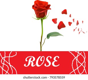 realistic vector red rose and petals will falling. at below text has thorn and branch    . EPS10 . suitable for make card or element object  website.