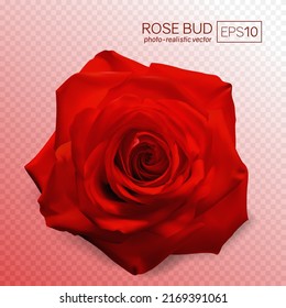 El vector realista se elevó sobre un fondo transparente. 3.ª brota de una rosa amarilla. 