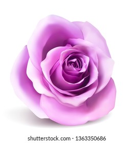 Realistic vector rose on white background. 3d bud of a pink rose.