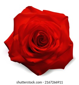 Realistic vector rose on white background. 3d bud of a yellow rose. 