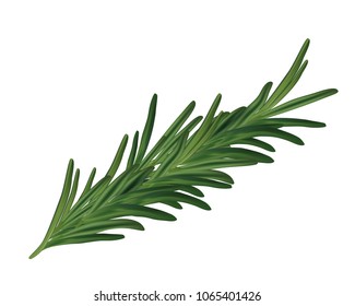 Realistic vector rosemary leaves isolated - realistic vector rosemary branch