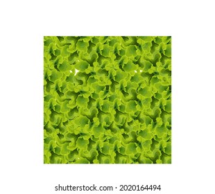 Realistic vector seamless patterns. Juicy hand drawn green lettuce leaves isolated on white background. Close-up of lettuce leaves, lettuce sprigs, a bouquet of greens.