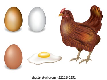 Realistic vector set of the chicken, egg and fried eggs for your design.  Brown hens isolated on white background. 