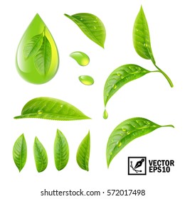 Realistic vector set of elements (tea leaves and dew drops or olive oil)