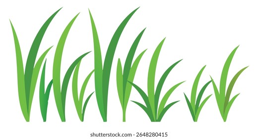Realistic vector set of green grass shoots isolated on transparent background. Vector illustration of lawn plants, grass elements for landscape design, garden decoration, fresh meadow herbs