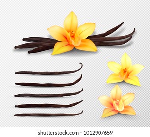 Realistic vector set of isolated elements. Vanilla flowers and pods or sticks