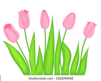 Realistic vector set of tulips. Pink tulips flowers on white background.