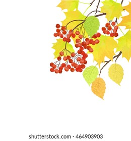 Realistic vector silhouette autumn tree for your design on the white background. Vintage hand drawn illustration with space for text
