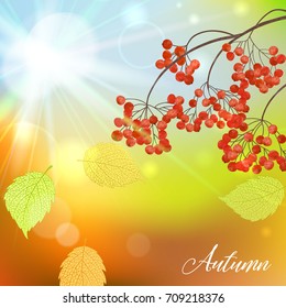 Realistic vector silhouette autumn tree for your design on the blurred background. Vintage hand drawn illustration with space for text