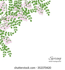 Realistic vector silhouette spring tree  for your design on  the white background. Vintage hand drawn illustration with space for text