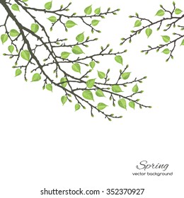 Realistic vector silhouette spring tree  for your design on  the white background. Vintage hand drawn illustration with space for text