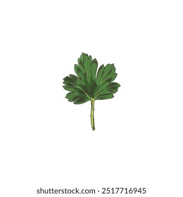 Realistic vector sketch of a green leaf on a white background. This hand-crafted icon represents organic elements for the design of health and garden themes.