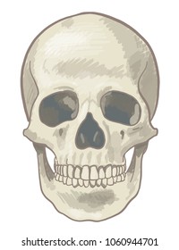 
realistic vector skull in color