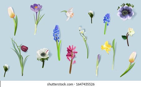 Realistische Vektorillustration Frühlingsblumen (Tulpe, Crocus, Daffodil, Muscari, Anemon, Magnolia) mit Schatten Draufsicht einzeln auf blauem Hintergrund.