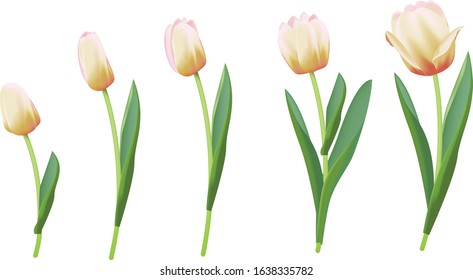 Realistic vector spring flowers (tulips) isolated on white background.