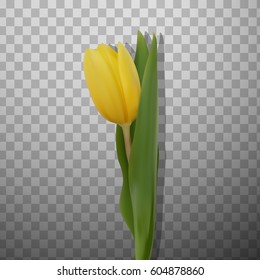 Realistic vector spring, yellow tulip flower isolated on transparent background. Vector illustration. 