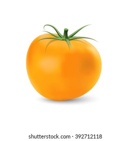 Realistic vector of tomato.