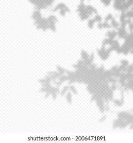 Realistic Vector transparent overlay blured shadow of branch leaves. Design Element for Presentations and Mockups. Overlay Effect of Tree Shadow. 