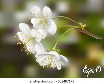 Realistic vector tree branch with flowers against a green background. Photo-realistic mesh vector illustration.