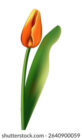 Realistic vector tulip close-up. Detailed vector illustration. Isolated on white background. For creative projects, advertising, collages, branding, holiday design, presentations.