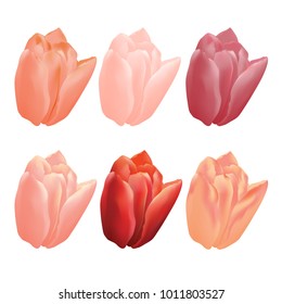 Realistic vector tulip flowers, meshes petals. For mother's day, women's day or st.valentine's day design