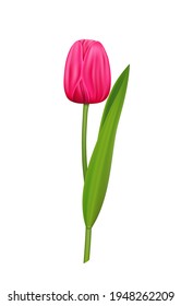 Realistic vector tulip, pink spring flower for design.