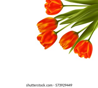 Realistic vector tulips flowers on white background for holiday design