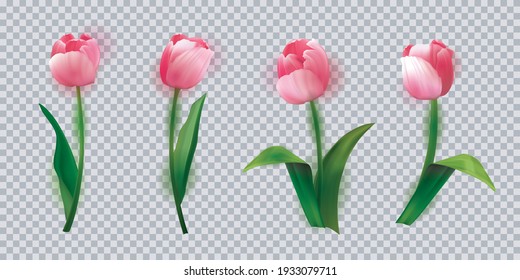 Realistic vector tulips set. Beautiful tulip buds, spring flowers design for greeting card 8 march or mothers day, floral elements realistic vector set.