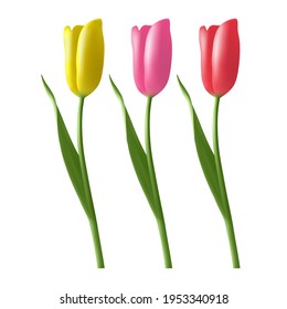 Conjunto de tulipanes vectoriales realistas. Hermosos tulipanes, flores de primavera diseño para tarjeta de saludo 8 de marzo o día de la madre, formato vectorial