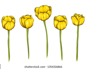 Realistic vector tulips set. Not trace. The blank for your design. Tulips flowers on white background. 
